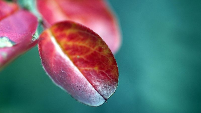 leaves,plants,branches,blurring