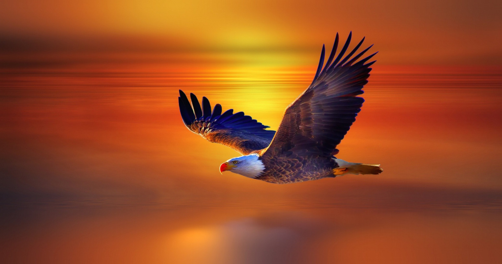 natura, aquila calva