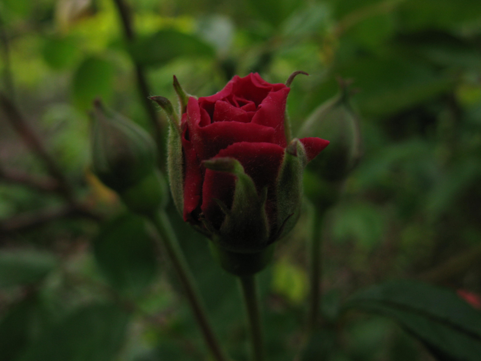 Natur, rot, Makro, Rose, Vereinigtes Königreich, Blatt, Blume, Pflanze, Flora, Knospe, Blütenblatt, Essex, Wildblume, Computer-Tapete, blühende Pflanze, Nahansicht, Pflanzenstamm, Gartenrosen, Rose Familie, Stieg bestellen, Floribunda, Rosa centifolia, Harlow, ummauerter Garten, China stieg, Queenrose