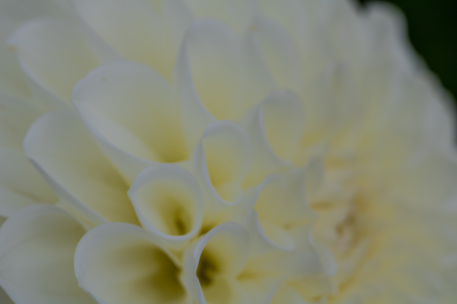 bianca, fotografia, giallo, fiorire, Gelsomino, fiore, pianta, dalia, flora, blomma, modello canoneos760d exif, geocountry, Marca fotocamera Canon, Geocity, modello di fotocamera canoneos760d, geostate, geolocalizzazione, apertura exif 56, exif fare canon, exif ISOSPEED 100, exif focalLength 100 millimetri, ef100mmf28lmacroisusm lente exif, katrinetorp, katrinetorpslanderi, petalo, impianto di terra, pianta fiorita, avvicinamento, fotografia macro, staminali vegetali