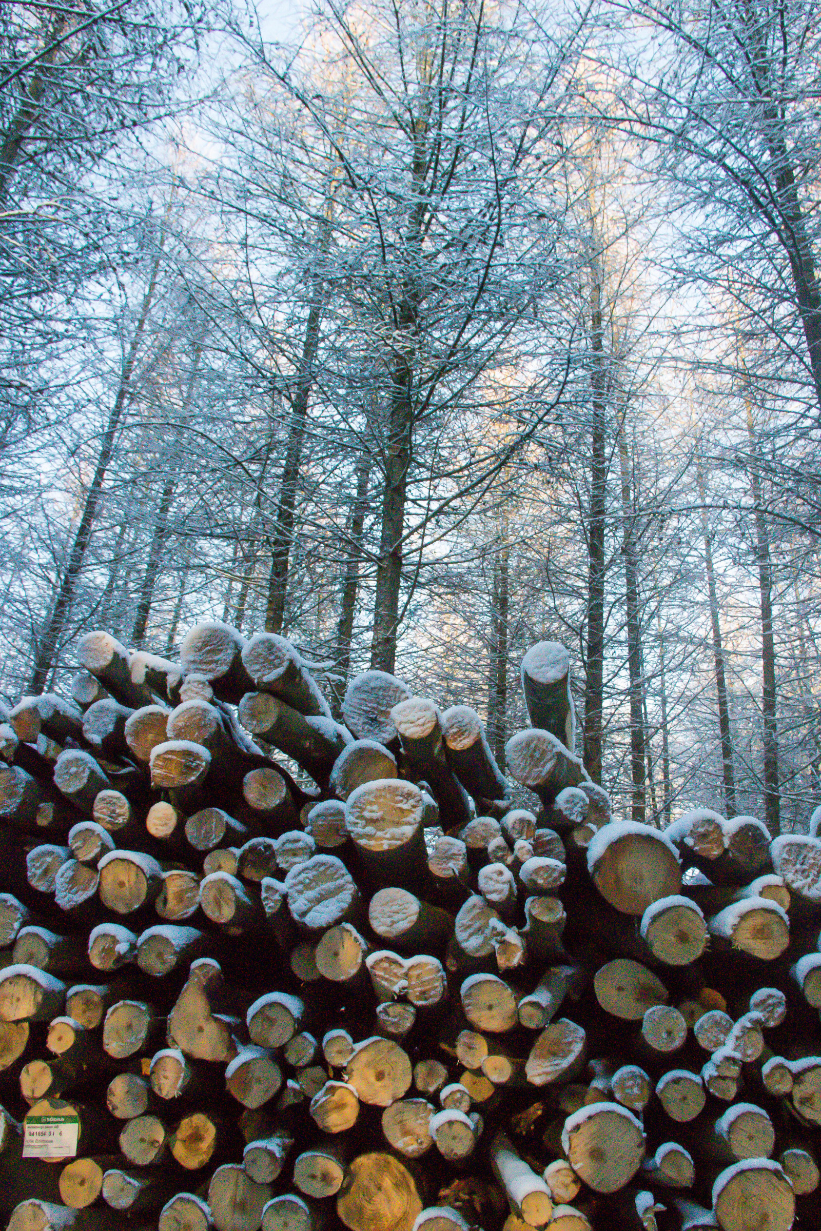 slunečnímu záření, les, Příroda, zima, dřevo, větev, záznam, jaro, strom, podzim, list, květ, rostlina, sezóna, Vinter, skladem, Skog, tři, zálesí, místo výskytu, přírodní prostředí, botanika, dřevina, ekosystém, kufr, opadavý