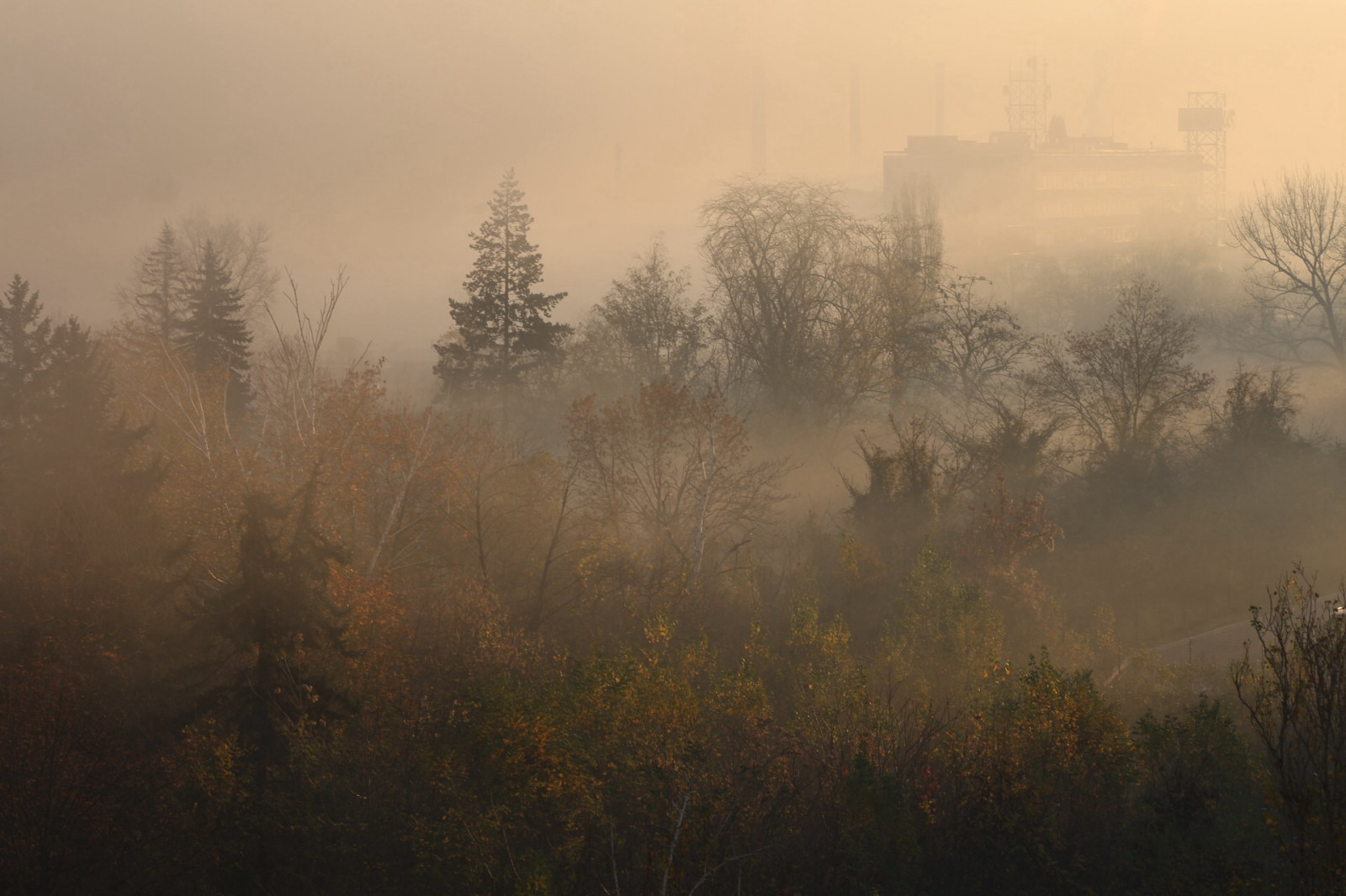 แสงแดด, ป่า, พระอาทิตย์ตก, ธรรมชาติ, ฤดูหนาว, แมโคร, สาขา, พระอาทิตย์ขึ้น, หนาว, ตอนเย็น, เช้า, หมอก, น้ำค้างแข็ง, บรรยากาศ, พลบค่ำ, หมอกควัน, โซเฟีย, ต้นไม้, มีหมอก, ฤดูใบไม้ร่วง, หมอก, ใบไม้, สภาพอากาศ, รุ่งอรุณ, ฤดู, Zeiss, carlzeiss, sonnenaufgang, ระนาบ, Herst, 100 มม, nebel, morgen, kalt, ถิ่นที่อยู่, สภาพแวดล้อมทางธรรมชาติ, ปรากฏการณ์บรรยากาศ, ไม้ยืนต้น, fr ชม, morgens, stefankuzmanov, Kuzmanov, macroplanar