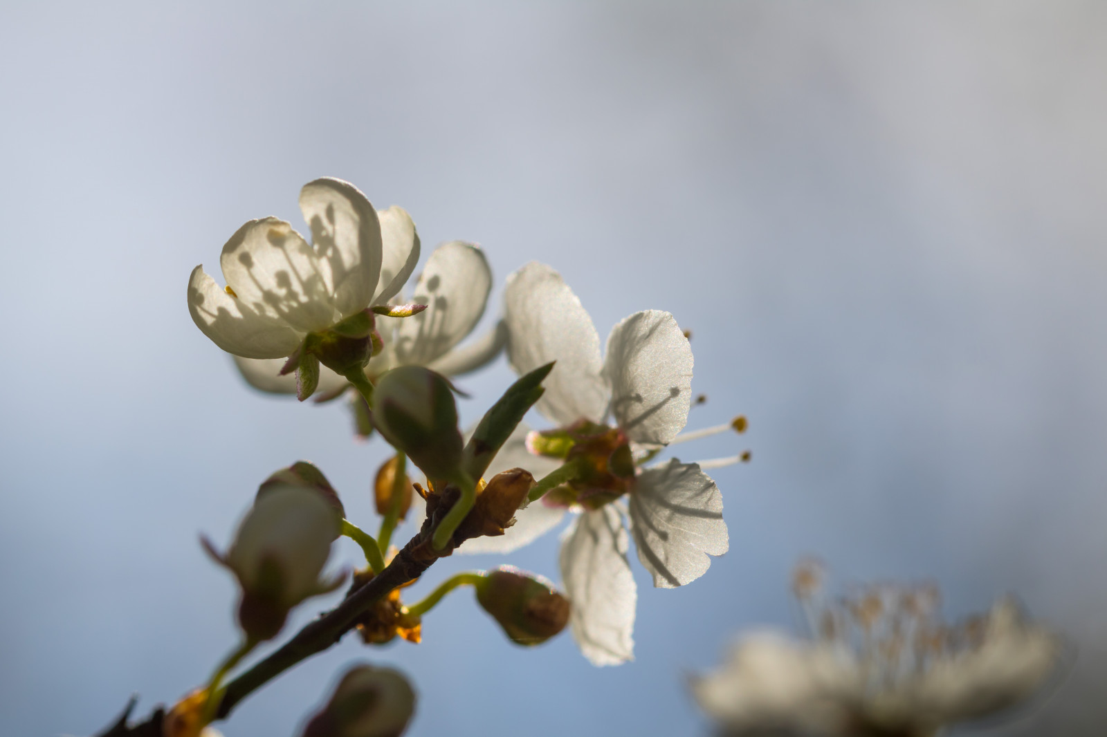 สีขาว, อาหาร, สาขา, เบ่งบาน, ฤดูใบไม้ผลิ, ดอกไม้, ปลูก, ดอกซากุระ, พืช, v r, ฤดูใบไม้ผลิ, exif model canoneos760d, ประเทศธรณีวิทยา, กล้องทำให้ Canon, geocity, กล้องรุ่น canoneos760d, geostate, ตำแหน่งทางภูมิศาสตร์, รูรับแสง 56, exif ทำให้ canon, exif isospeed 100, ความยาวโฟกัส Exif 100mm, เลนส์ exif100mmf28lmacroisusm, Alnarp, กลีบดอก, บวม, vit, ดอกไม้ป่า, ผลิต, พฤกษศาสตร์, โรงงานที่ดิน, พืชดอก, ใกล้ชิด, การถ่ายภาพมาโคร, ต้นกำเนิด