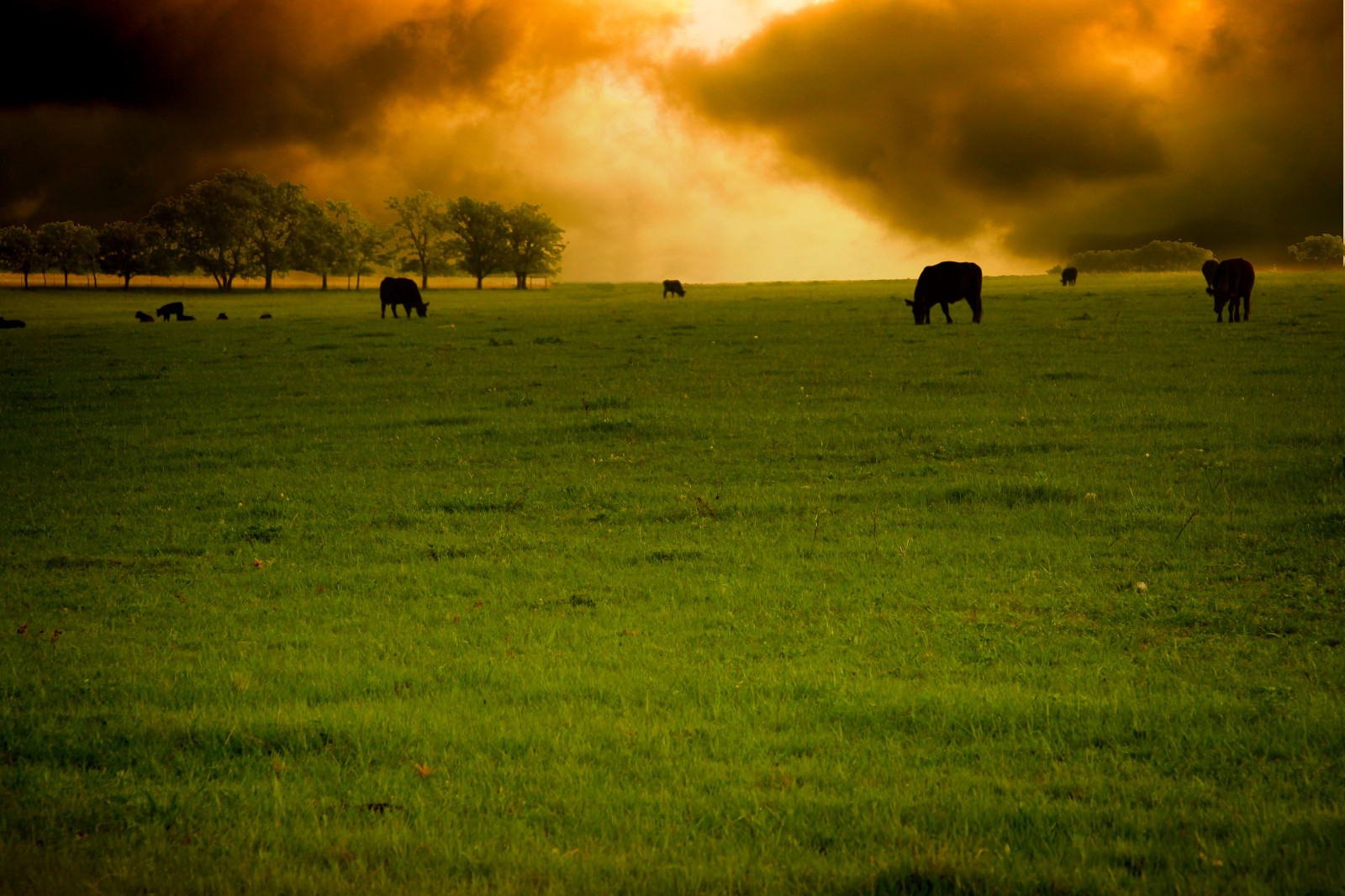 slunečnímu záření, krajina, západ slunce, kopec, Příroda, tráva, nebe, pole, svítání, večer, ráno, mlha, slunce, Kánon, horizont, soumrak, venkovský, Soumrak, Texas, venkovský, pastorální, světlo, země, mrak, svítání, lučina, hospodářská zvířata, zemědělství, pastvina, dobytek, zemědělství, louka, prostý, mygearandmepremium, krajiny, thegalaxy, prérie, fotoblog, lonestarstate, northtexas, Centrální Texas, themagichour, hillcountytexas, hillcounty, thegoldenhour, northcentraltexas, aestheticoftheplain, venkov, místo výskytu, přírodní prostředí, atmosférický jev, tráva rodina, agricutlure, lakenon, lakenontexas