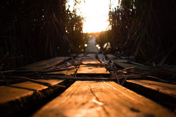 wood planks,sun bathing,Golden Hour
