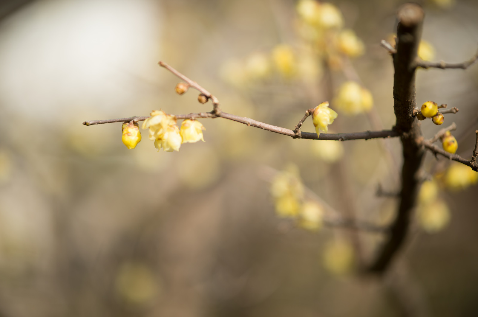 Japan, Sonnenlicht, Natur, Park, Fotografie, Ast, Gelb, Morgen, Kirschblüte, Nikon, blühen, Frühling, Tokio, Jp, Baum, Nikkor, Herbst, Blatt, Blume, Pflanze, Jahreszeit, Flora, Shinjukgyoen, Shinjuku, Afs105mmf14eed, Afsnikkor105mmf14eed, Df, Zweig, produzieren, Nahansicht, Makrofotografie, Pflanzenstamm