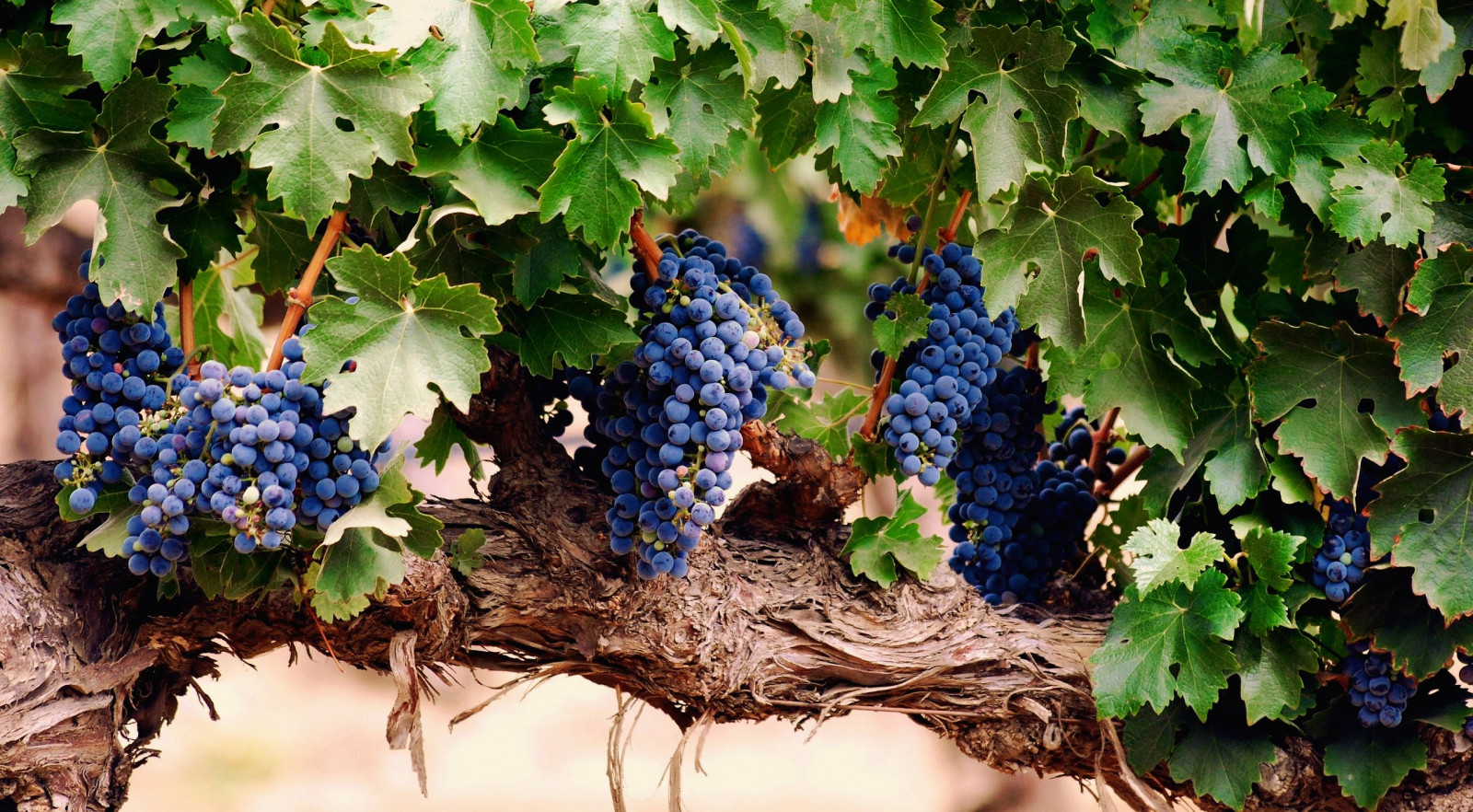 Fondos de pantalla : 2572x1419 px, uvas, Plantas 2572x1419 - wallhaven