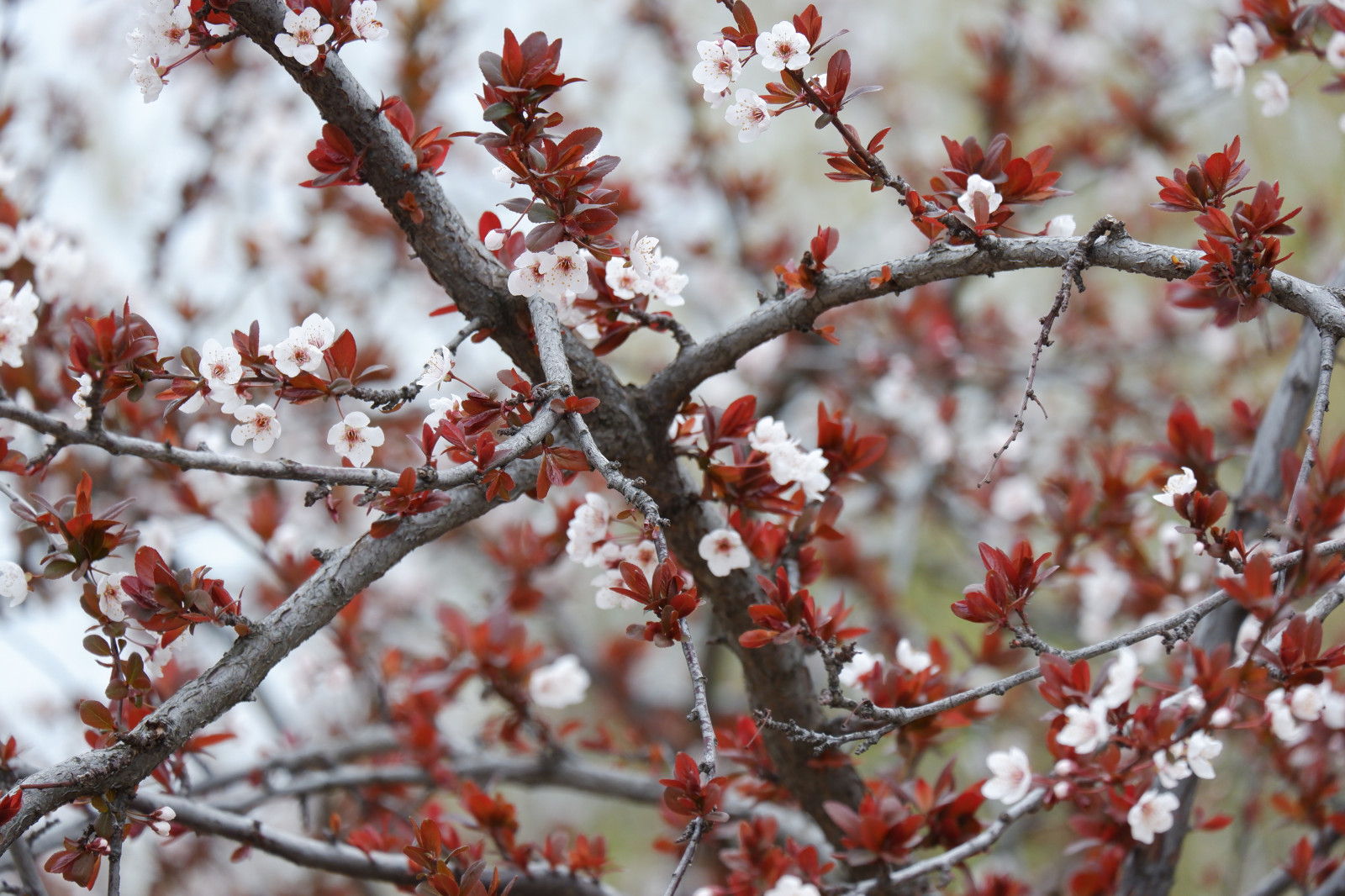 blomst, Kvist, plante, Fryser, rød, Natural landscape, blomstrende plante, blomst, træ, Busk, frost, himmel, græs, vinter, stængelplante, kronblad, prunus, Halvbusk, coquelicot, malus