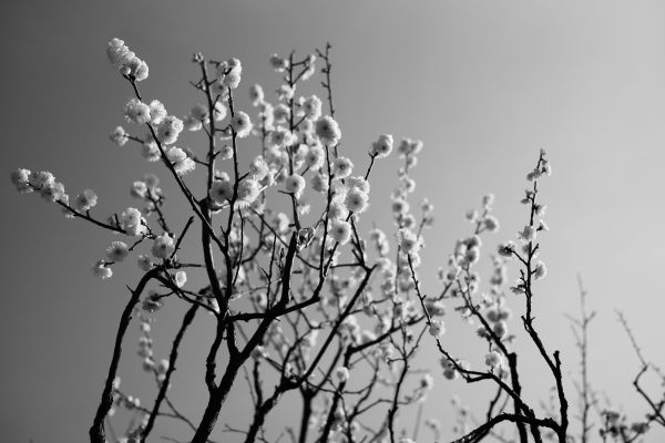 white,monochrome,snow,winter,photography,branch