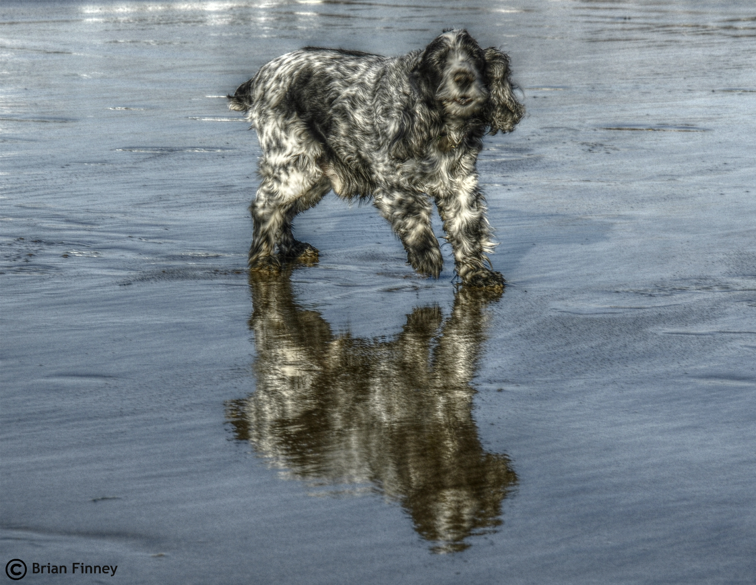 familie, blå, hav, hund, spil, afspejling, strand, hunde, kærlig, bold, sjovt, sand, ven, BEN, lol, keder sig, spaniel, cocker, Hent, legende, pembrokeshire, HDR, Broadhaven, roan, cockerspaniels, pembrokeshirewales, dogsdogsdogs, nikond90, loveyourdog, ilovemypics, nikonflickraward, digitalslrphotographymagazine, nikondslruk, makingfriendsfromaroundtheworld, photographicwizards, naturewithallitswonders, mygearandme, moongoddessawards, ringofexcellence, ilovehorsesandallgodscreatures, pembrokeshireoutdoors, whatdigitalcameraflickrgroup, blinkagainlevel1, nphotomag, anythingnikon, itvwalesyourpictures