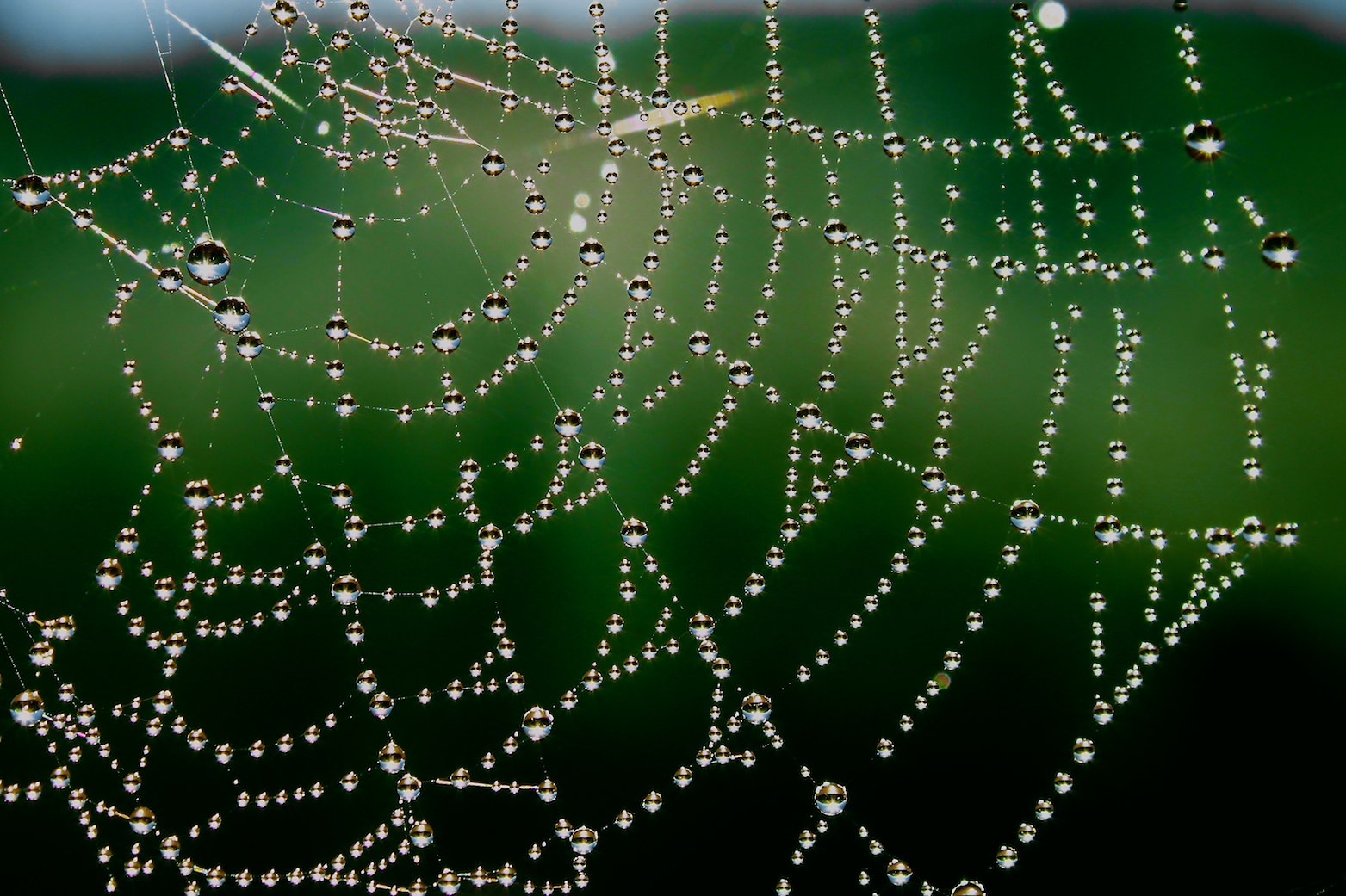 น้ำ, วันฮาโลวีน, งานศิลปะ, แมโคร, สีเขียว, นอร์เวย์, ดวงอาทิตย์, Canon, ฤดูร้อน, เปียก, แมงมุม, น้ำค้าง, โซล, อนาธิปไตย, เพิร์ล, Trondheim, ชื่นชอบ, สวย, หมอก, เว็บ, ใยแมงมุม, natur, วัสดุ, ใยแมงมุม, waterdrops, สกรีนเซฟเวอร์, eos, นอร์เวย์, sommer, ilobsterit, ธรรมชาติ, 500d, การถ่ายภาพมาโคร, สัตว์ที่ไม่มีกระดูกสันหลัง, ความชื้น, Edderkopp, edderkoppnett, Kjetil, spindelvev, ta ke, หางเสือ, naturens, กุนสเตอร์เวอร์, ใยแมงมุม