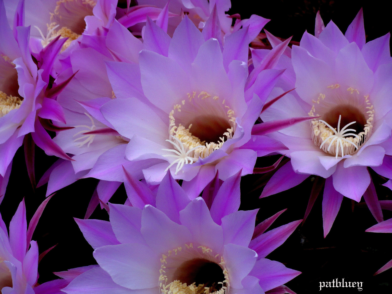 město, květiny, kaktus, Měsíc, makro, den, nachový, kouzlo, Austrálie, Nový Jížní Wales, 1001nights, moje zahrada, Dělič, Youmademy, amazingdetails, 1001nightsmagiccity, silveramazingdetails, ruby10, ruby5, ruby20