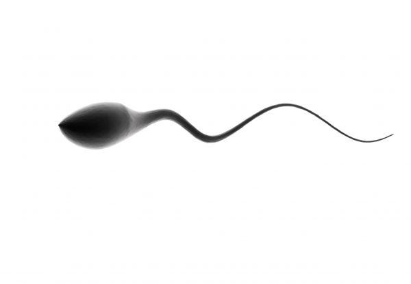 1sperm,abstract,abstraction,bokeh,cell,2605x1800 px
