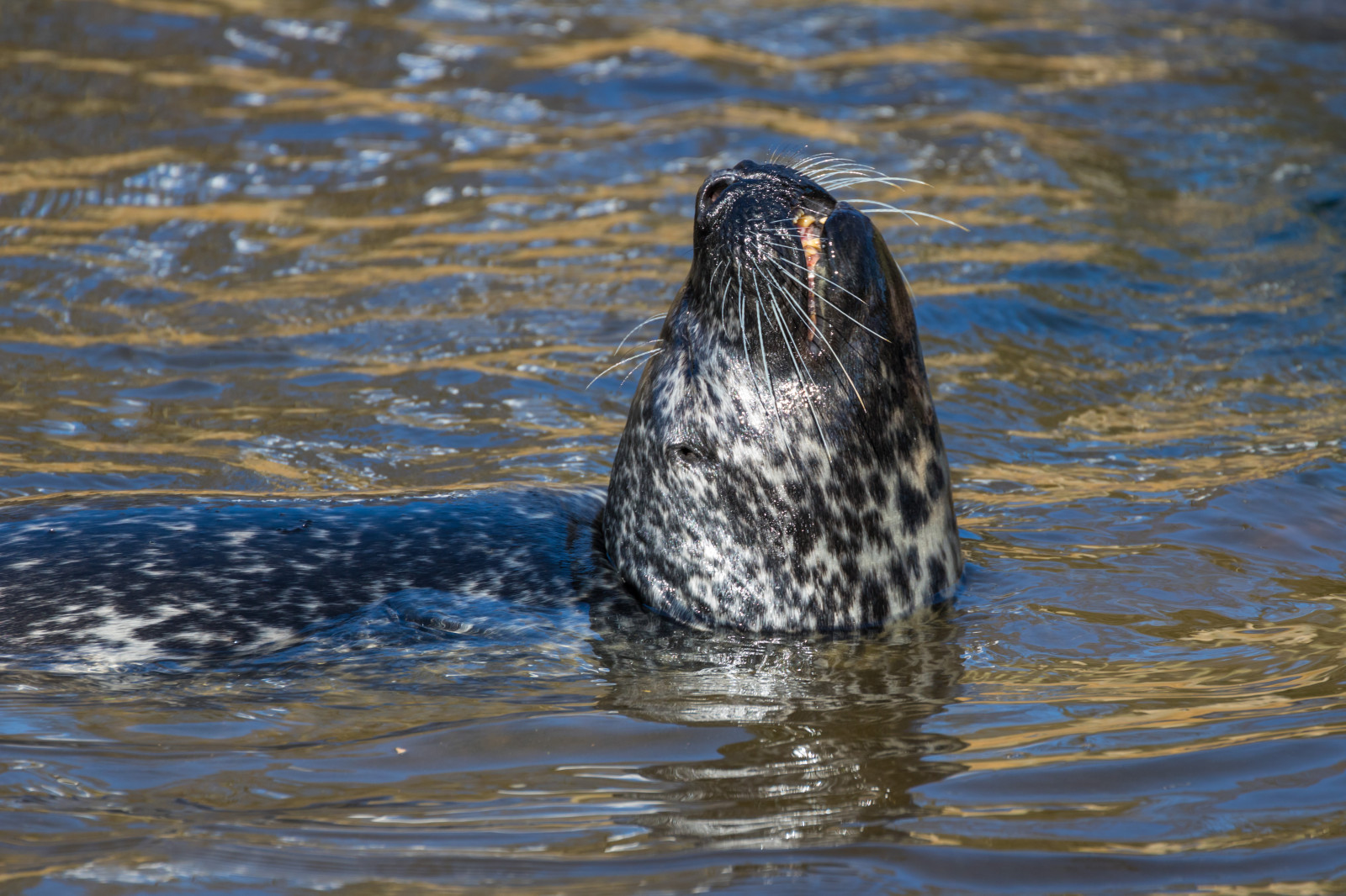 Tierwelt, Zoo, Tier, Vogel, Djur, Exif Modell canoneos760d, Geocountry, Kamera macht canon, Geocity, Kameramodell canoneos760d, Geostate, Geolocation, Exiföffnung 56, Exif machen canon, Exif isospeed 320, Exif linse ef70300mmf456lisusm, Exif focallength 300mm, Djurpark, Sk nesdjurpark, Dichtung, S l, Knubbs l, Fauna, Säugetier, Wirbeltier, Meeressäugetier, Hafensiegel