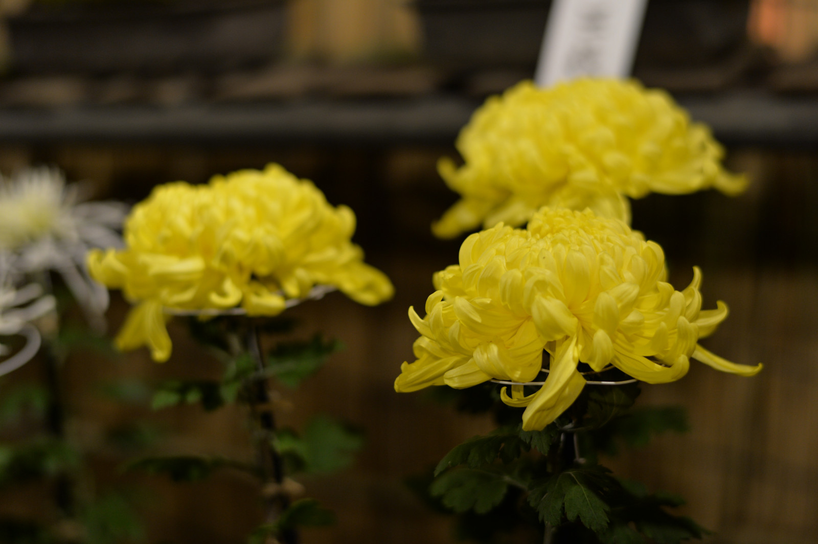 Japonsko, noc, žlutý, Nikon, květ, Tokio, jp, NIKKOR, květ, rostlina, flóra, okvětní lístek, Tokyo Tower, df, afs58mmf14g, afsnikkor58mmf14g, suchozemská rostlina, kvetoucí rostlina, keř, makro fotografie, floristika, chrysanths