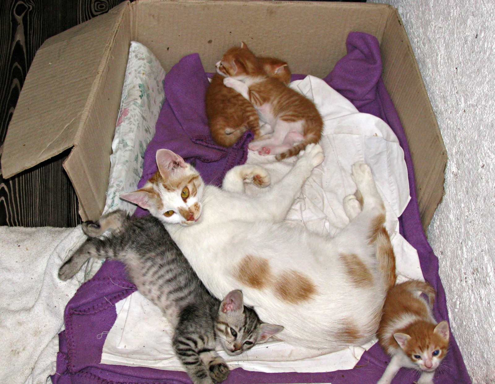 kočky, milovat, kočka, kotě, Kat, box, Koťátko, Chorvatsko, štěstí, polštář, gato, deka, lepenková krabice, katze, macska, zadar, gatto, kočička, kot, Catinbox, Kocka, kedi, Kissa, Hrvatska, Maca, Kottur, Macka, kucing, Lechat, Catsinbox, Qattus, Canonpowershotsx100is, Ma i i, Catsincardboard, Catssleepingonvillow, Kladiva na plátně, Kartonskakutija, Catsincardboardbox, yashajakovsky