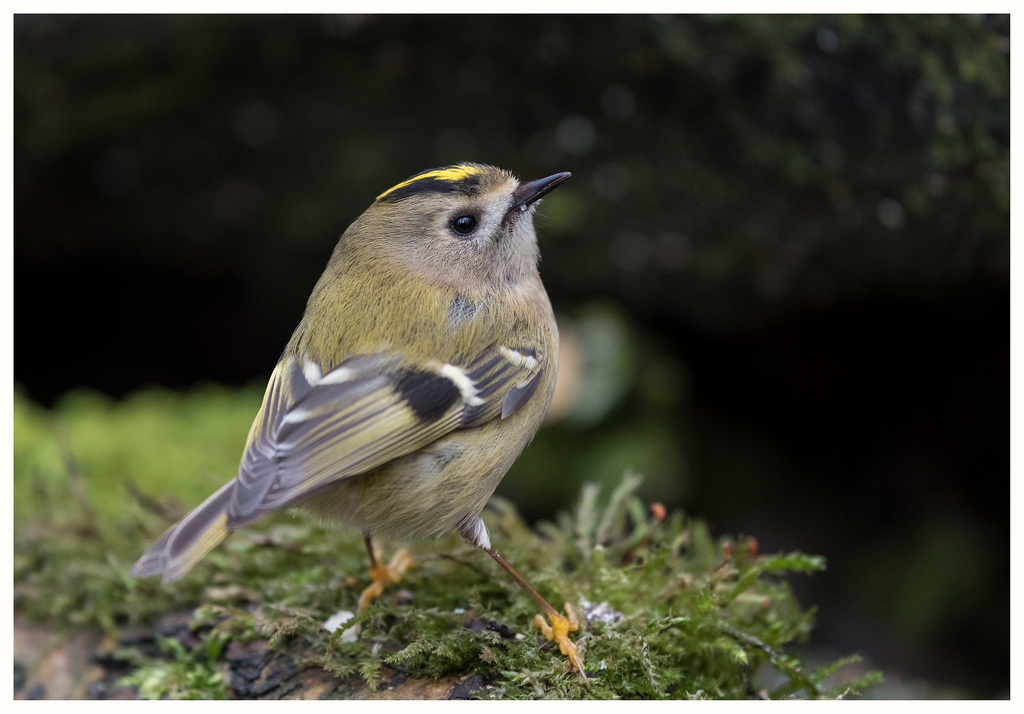madár, Goldcrest, copyrightlindseybowes, nikon300mmf4epfedvr, nikond500, kert
