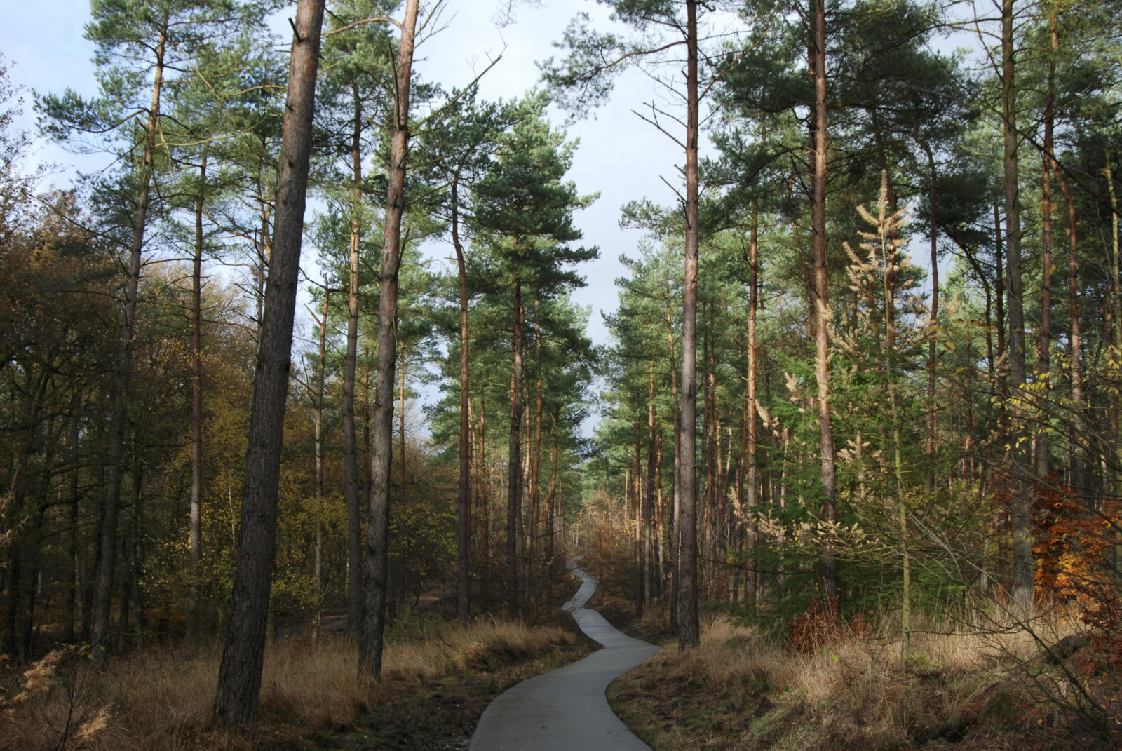 forest, trees, pathway