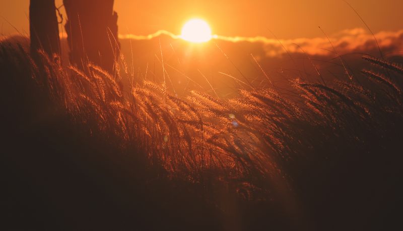 viljantähkiä,valo,auringonlasku