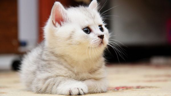 face, cat, whiskers, nose, skin, kitten
