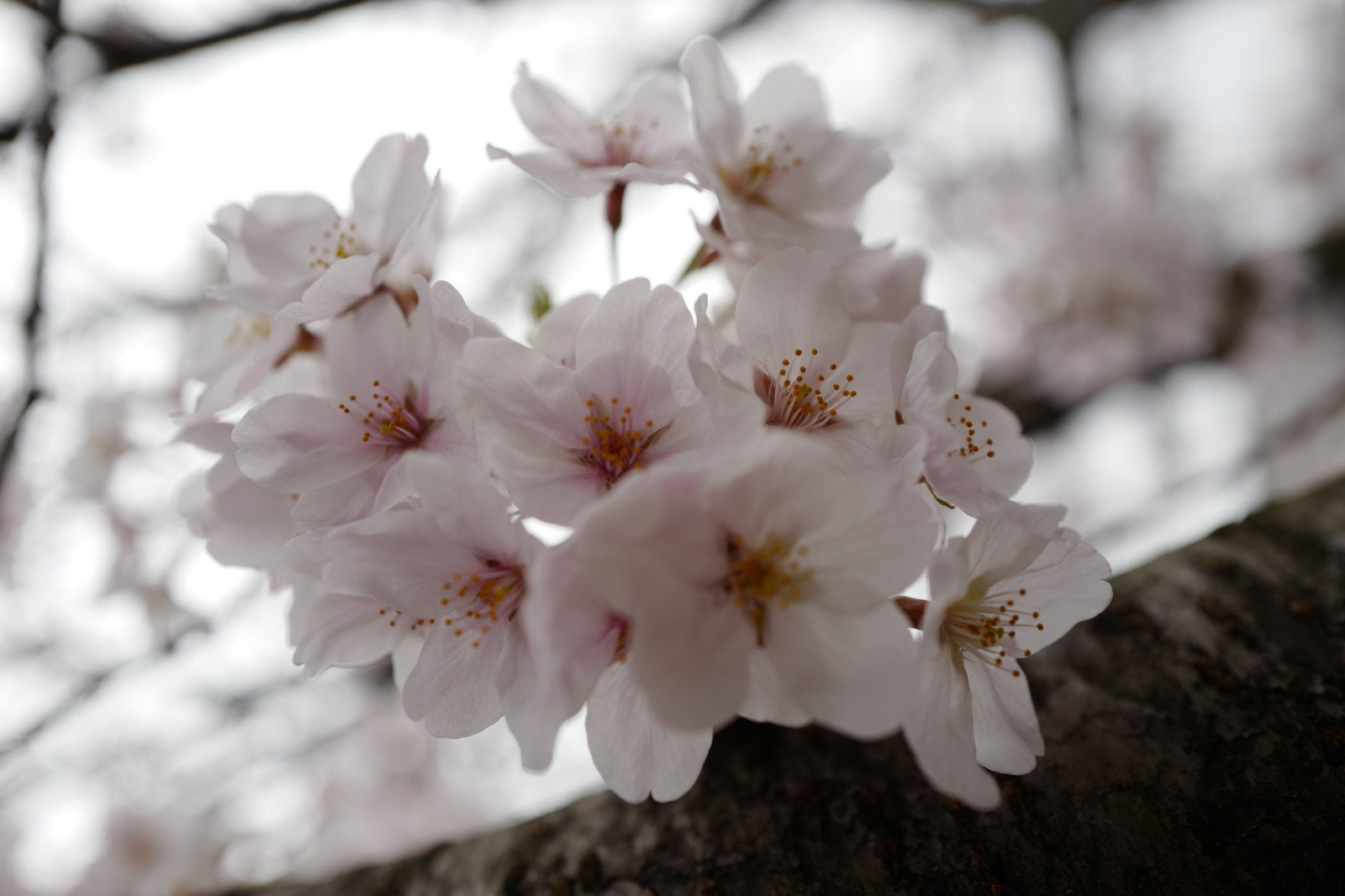 Japonsko, větev, Třešňový květ, květ, jaro, Leica, Tokio, jp, květ, rostlina, třešeň, sakura, flóra, okvětní lístek, Ikegami, ota, summilux, leicaq, summilux1728, q, 1728, třešňové květy, suchozemská rostlina, kvetoucí rostlina, keř