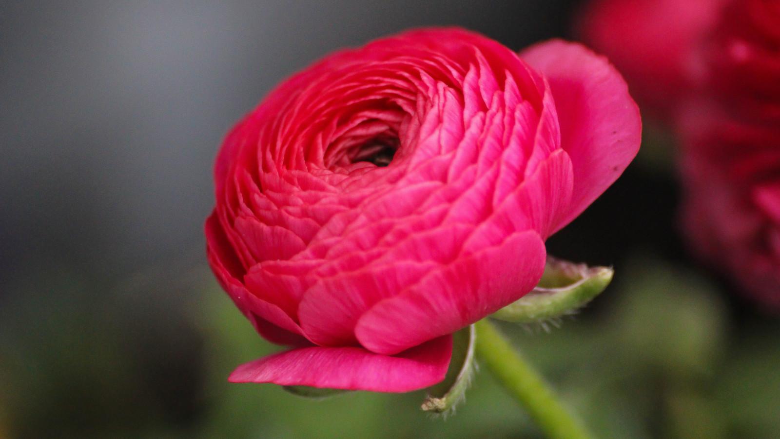 Červené, růže, růžový, květ, rostlina, flóra, pupen, Blomma, ranunkel, okvětní lístek, pivoňka, 365, photo365sw, spearwort, suchozemská rostlina, kvetoucí rostlina, makro fotografie, závod stonek, zahradní růže, růže rodina, rosa centifolia