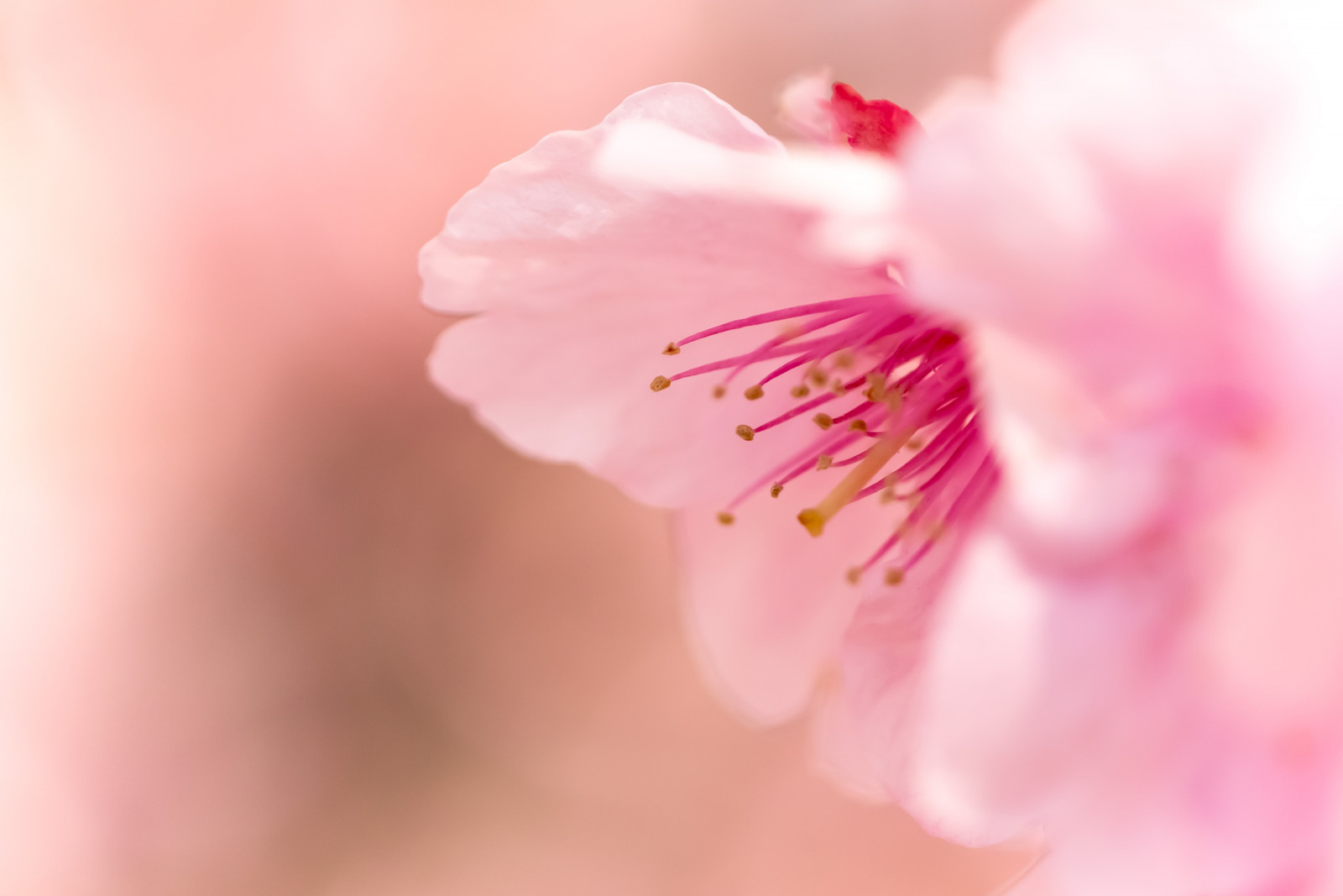 květ, květ, růžový, Třešňový květ, zblízka, jaro, okvětní lístek, makro fotografie, počítač tapeta
