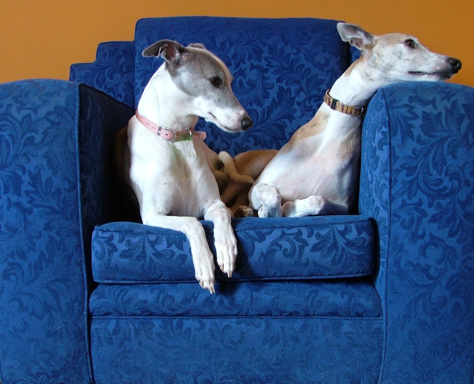 Pes, domácí zvíře, ohař, gauč, interestingness156, i500, judgementday56, explore06mar06, cdcjune06