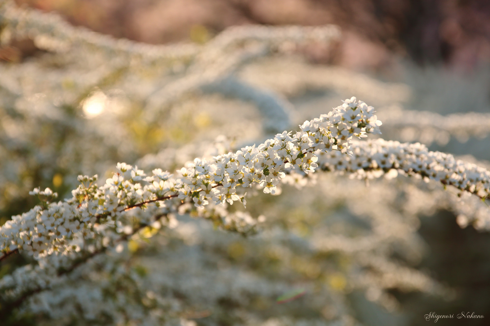 Wallpaper flowers, Sun, sunlight, white, flower, Canon, eos, bright