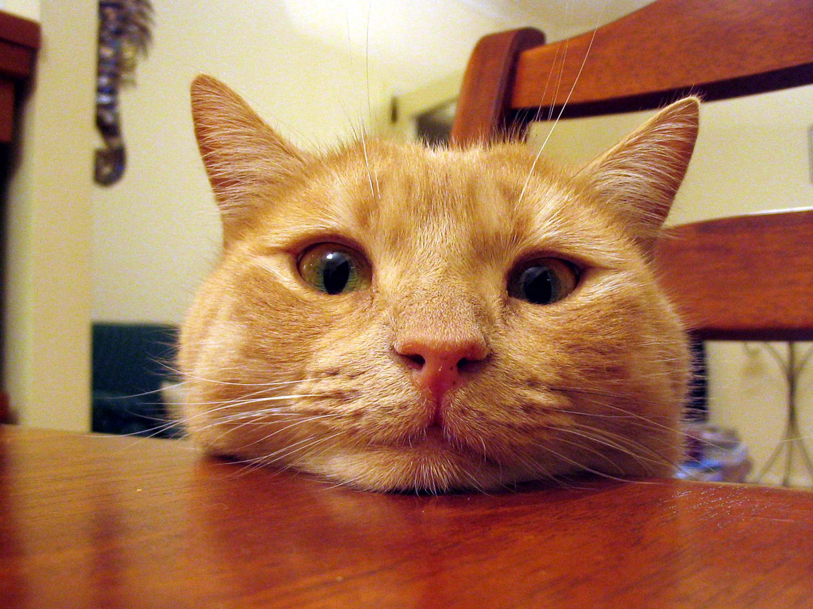 kočka, portrét, oči, asijský, stůl, srst, nos, kníry, čekání, oko, charakter, kotě, fauna, theunforgettablepictures, ubej, mywinners, spiritofphotography, zblízka, kočka jako savci, čenich, malé až středně velké kočky, carnivoran, mourovatá kočka, domácí krátké vlasy kočka, Evropská krátkosrstá, americká krátkosrstá, osobnost