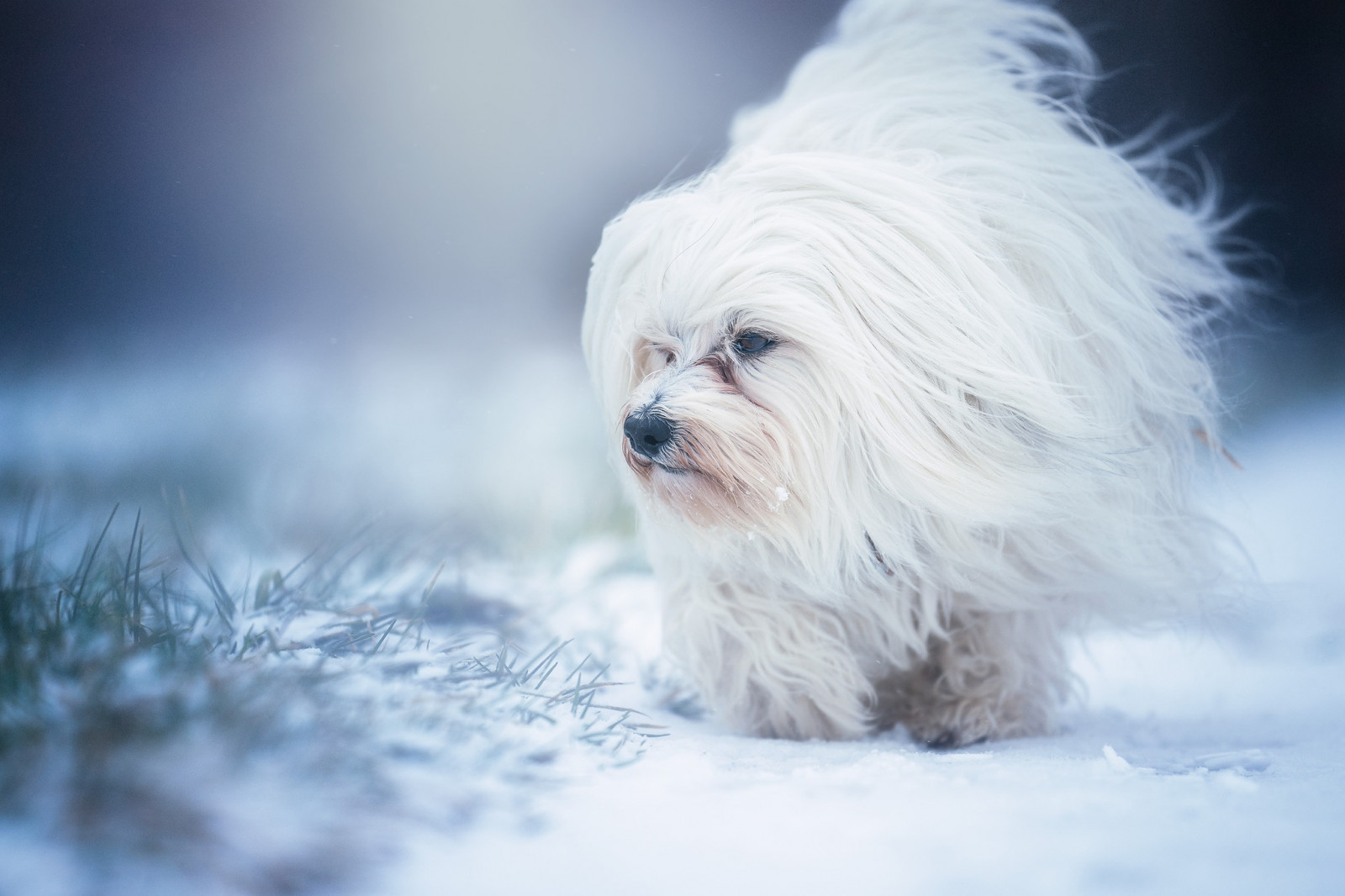 Fondos de pantalla : perro, Animales, nieve, blanco 2048x1365