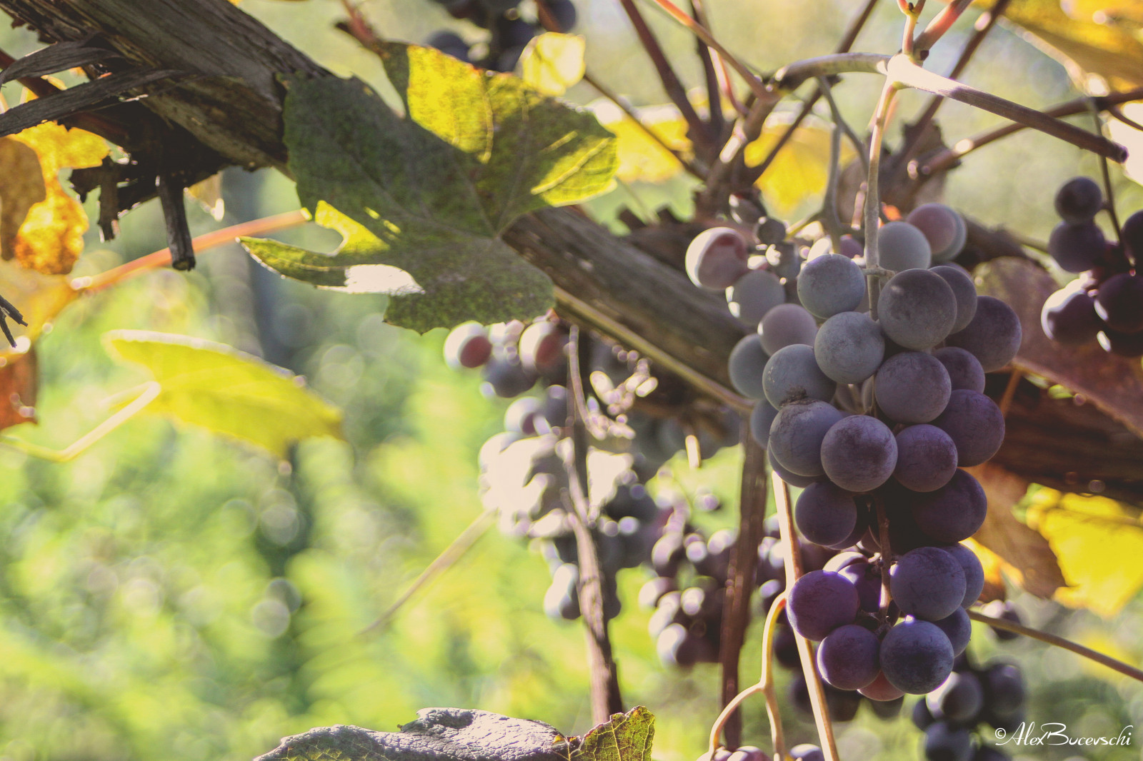 autunno, Londra, animali, cibo, occhi, tramonto, Italia, architettura, natura, frutta, sera, Sole, bambino, Francia, ottobre, Colorado, Uva, carote, Bambi, Denver, autunno, carina, pianta, mucche, Guarda, campagna, autoscatto, brunch, ospite, agricoltura, amanti della natura, VSCO, bello, instalike, Cheltenham, produrre, pianta fiorita, vitis, famiglia vite, spb, Hydepark, natureperfection, foglia di acero, beautifulcolors, aperitivo, natureaddict, CherryCreek, Instaselfie, brunch della domenica, Viewfromthetop, Teavel, ora di mangiare, Cherrycreeknorth, lungo viaggio, Aurochs, La cascata, Denco, Autumninlondon, Foodforfall, Coolmoments, Installare, Igerslondon, Igcaptures, Miofrance, Igcaptureslandscape, Bigcityworldwide, Igcapturesanimals, seedless fruit