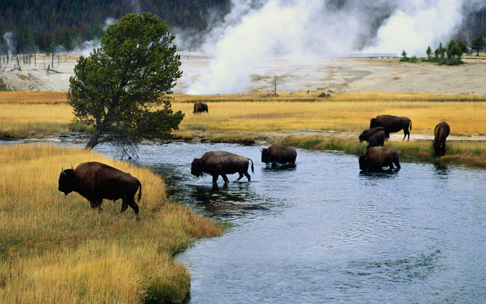 Fond d'écran : Feu, rivière, faune, bison, région sauvage, traversée ...