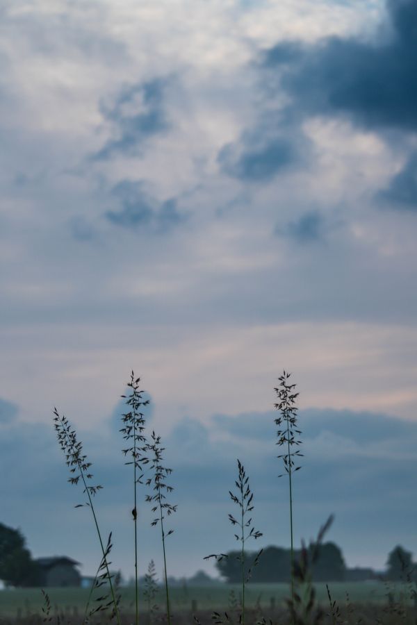 sunlight,landscape,sunset,hill,nature,grass