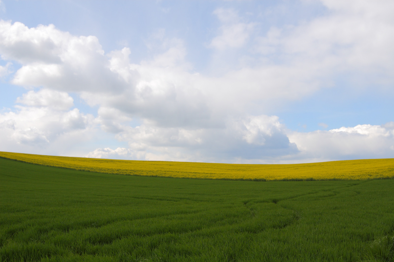 แนวนอน, เนินเขา, หญ้า, ท้องฟ้า, ฟิลด์, สีเขียว, สีเหลือง, ฟาร์ม, ขอบฟ้า, บริภาษ, Rapeseed, เมฆ, ต้นไม้, landschaft, ทุ่งหญ้า, ทุ่งเลี้ยงสัตว์, ข่มขืน, raps, น้อยที่สุด, gr n, คาโนลา, เกษตรกรรม, ทุ่งหญ้า, ที่ราบ, minimalismus, กลางวัน, เจลบ์, ทุ่งหญ้า, feld, แครอท, พืช, rapsfeld, เขตชนบท, ผลิต, ระบบนิเวศ, ครอบครัวหญ้า, ปรากฏการณ์ทางอุตุนิยมวิทยา, Braseriaica, Cumulus, ที่ดิน, โรงงานมัสตาร์ด, มัสตาร์ดและครอบครัวกะหล่ำปลี, อีโครีเจียน, แนวนอน