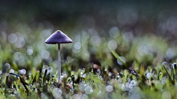 1920x1080 px, césped, macro, naturaleza, Bokeh, seta