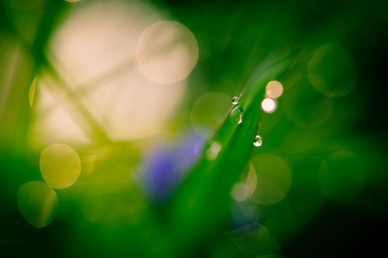 매크로,물,액,봄,니콘,보케