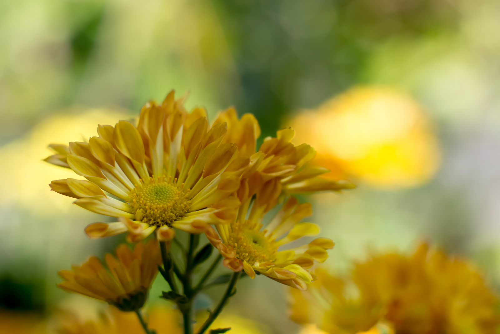 Giappone, luce del sole, natura, ramo, verde, giallo, polline, fiorire, Tokyo, Panasonic, f14, NIKKOR, 50 millimetri, autunno, foglia, fiore, pianta, flora, petalo, prato, lumix, Fiore di campo, botanica, impianto di terra, pianta fiorita, avvicinamento, fotografia macro, staminali vegetali, nettare, chicaco11, dmcg2