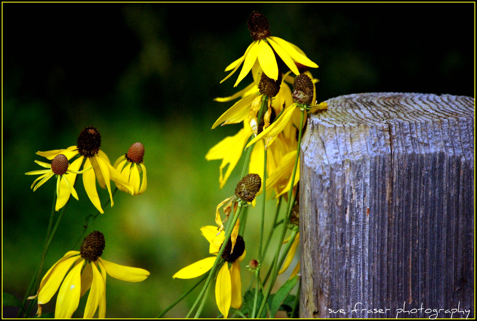 Wallpaper flowers, yellow, post, Michigan, royaloak, detroitzoo