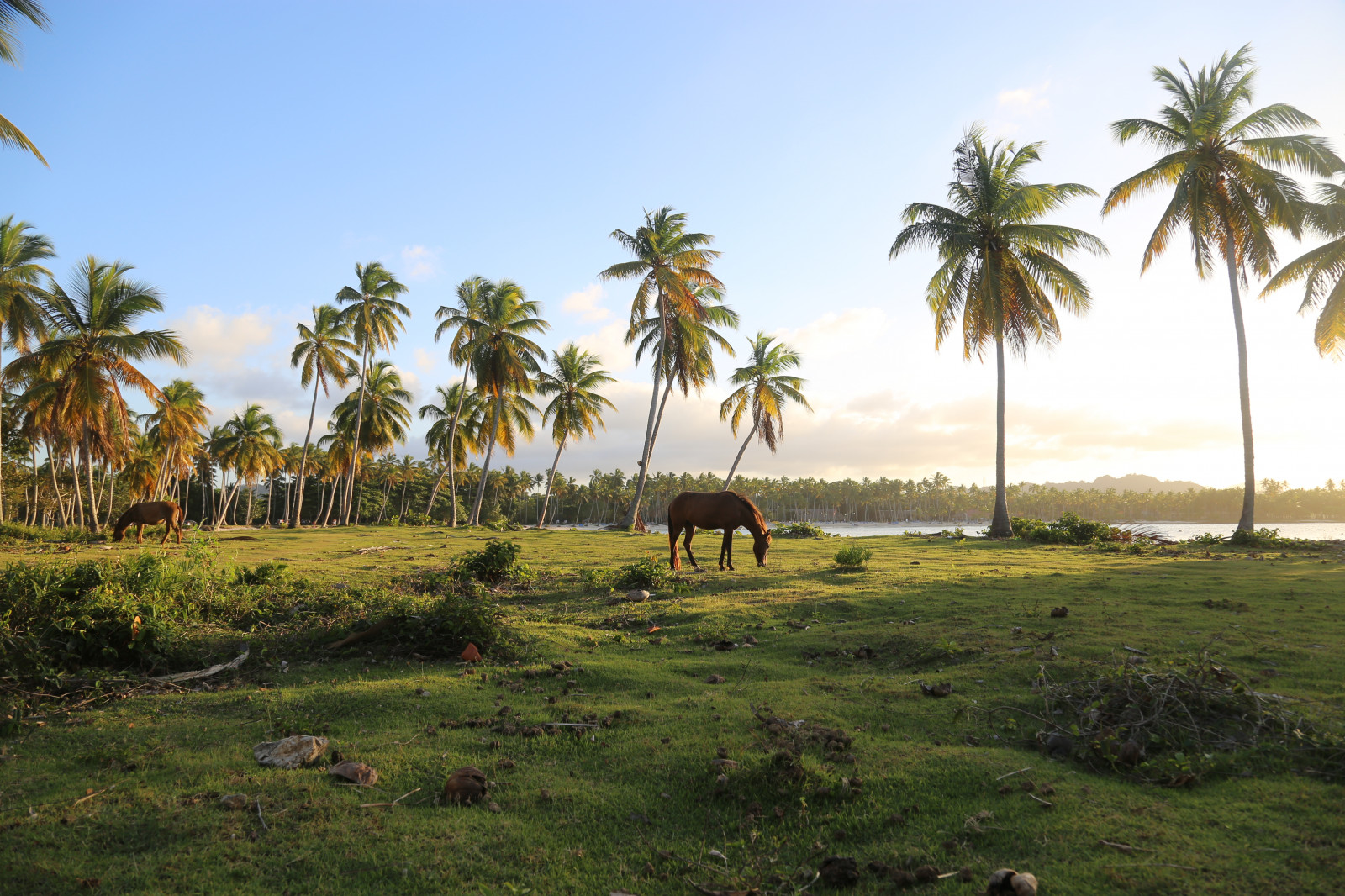 stromy, světlo, koně, zelená, pláž, Příroda, tráva, Kánon, kůň, pobřeží, Dominikánská republika, Lumiere, sobol, vert, dlaň, letovisko, arbres, Palmy, pelouse, sud, herbe, chevaux, samana, gazon, Republiquedominicaine