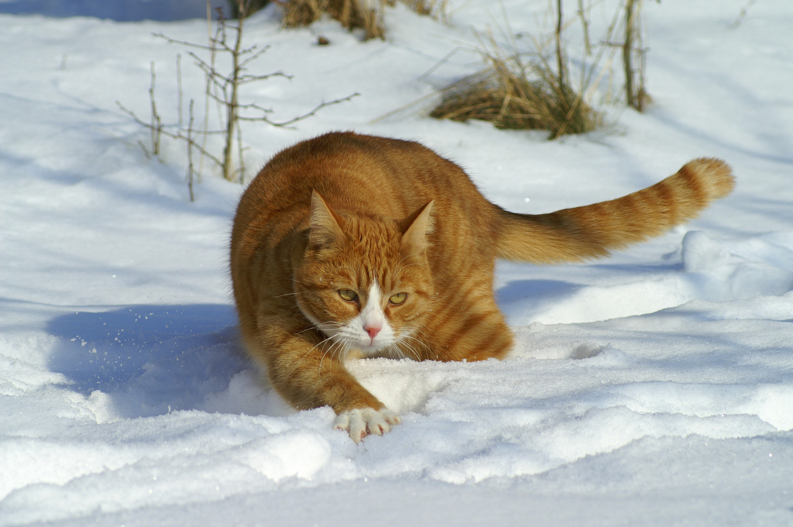 oranžový, domácí zvíře, kočky, Domácí mazlíčci, sníh, zvíře, kočka, orangecat, Švédsko, mourek, Koťátko, helsingborg, Muffi, outstandingshots, cc800, cc700, Cc400, Cc300, cc200, cc100, Cc500, Cc1500, Cc1300, CC1000, cc600, Cc900, Cc1400, Cc1200, Cc1100, Cc1700, abigfave, Cat1000, oreengeness, Cc1600, Lofdec07