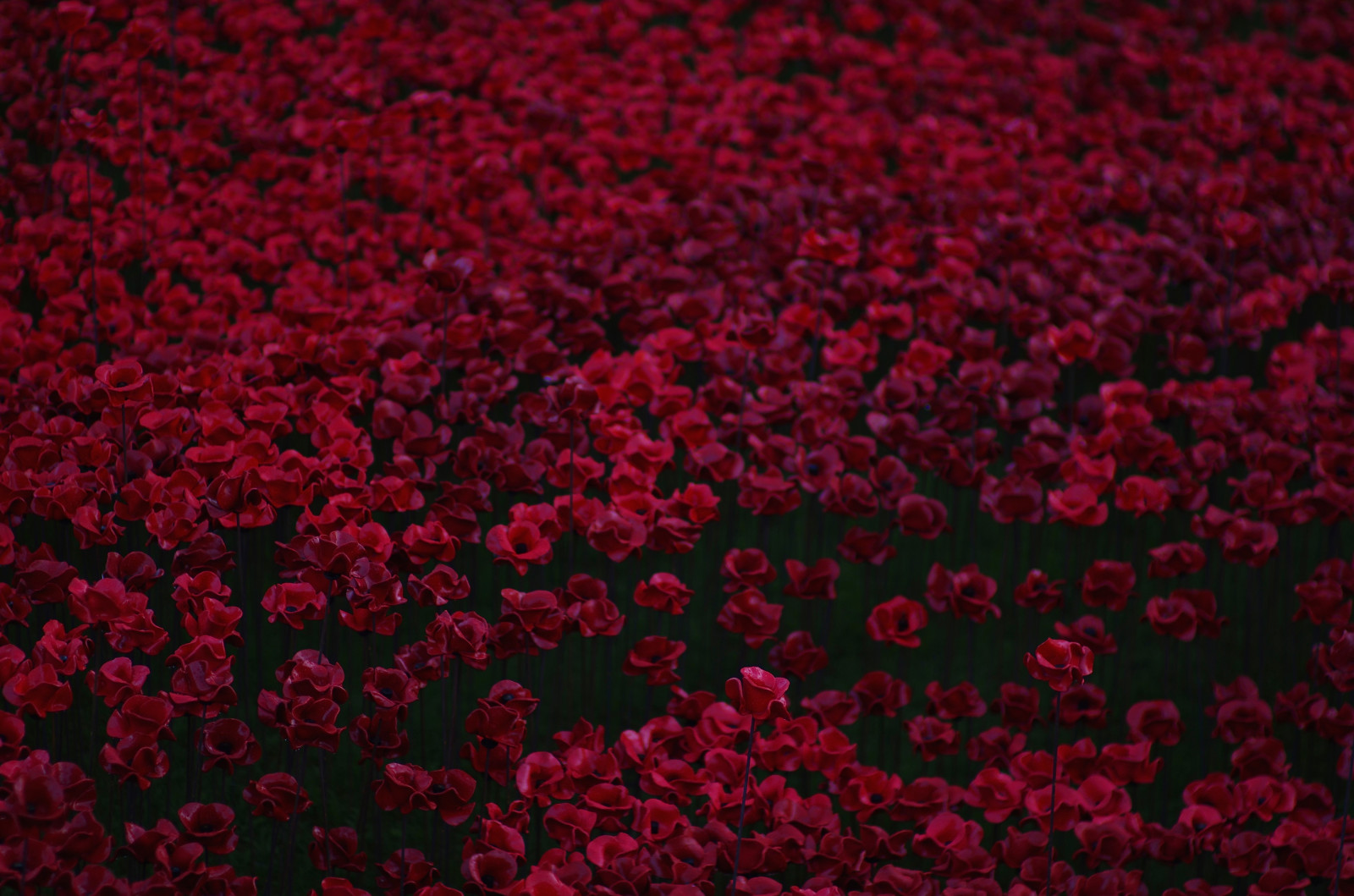 Heart To Heart Plants