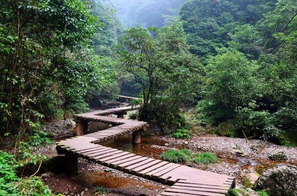 forest,bridge,wilderness,jungle,stream,rainforest