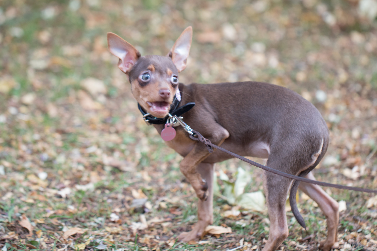 สวน, จอด, หมา, Miniature Pinscher, ฤดูใบไม้ร่วง, hund, h st, exif model canoneos760d, ประเทศธรณีวิทยา, กล้องทำให้ Canon, geocity, กล้องรุ่น canoneos760d, geostate, ตำแหน่งทางภูมิศาสตร์, exif ทำให้ canon, exif isospeed 320, ความยาวโฟกัส Exif 100mm, เลนส์ exif100mmf28lmacroisusm, Alnarp, เปิดรูรับแสง 28, สัตว์เลี้ยงลูกด้วยนม, สัตว์มีกระดูกสันหลัง, สุนัขชอบเลี้ยงลูกด้วยนม, สายพันธุ์สุนัข, Greyhound อิตาเลียน, Patterdale Terrier, ของเล่น russkiy, หมุดเยอรมัน, manchester terrier, ของเล่นแมนเชสเตอร์เทอร์เรีย, ตุ๊กตาของเล่นภาษาอังกฤษ, pra sk krysa k, cirneco dell etna, สุนัขไม่มีขนเม็กซิกัน