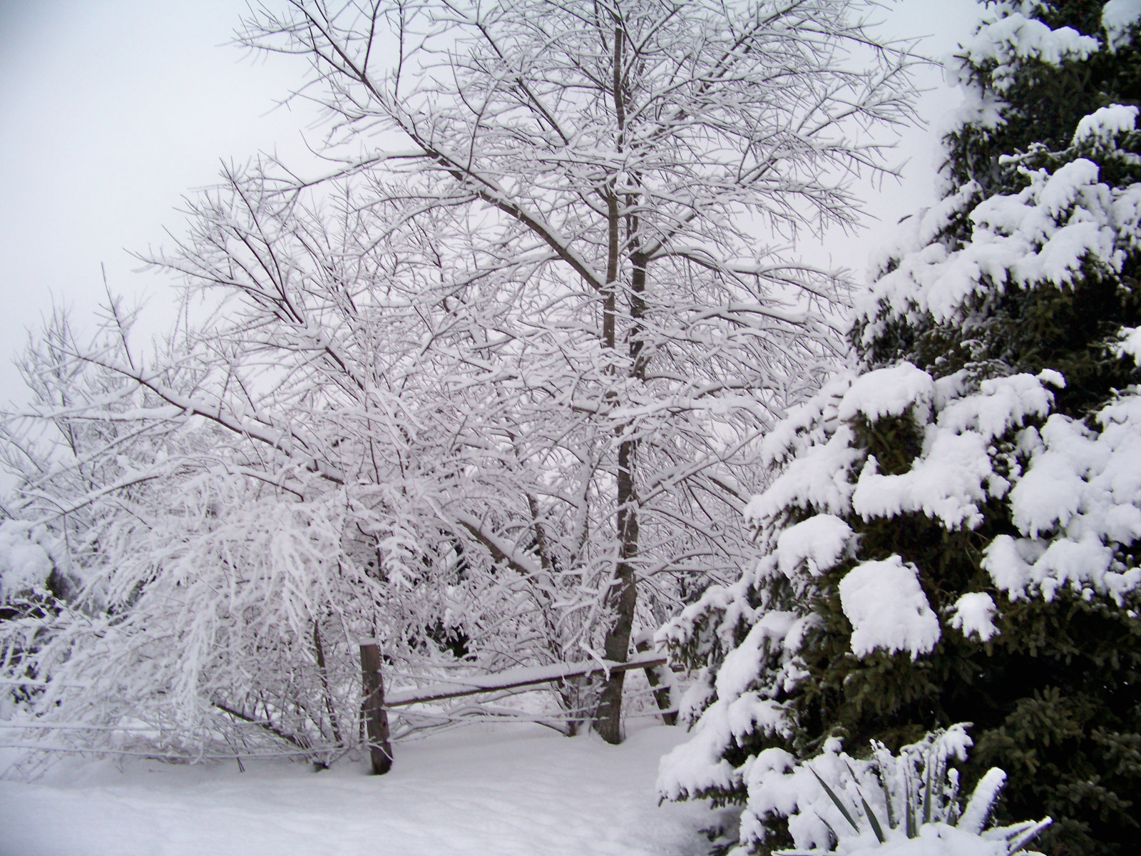 Wallpaper snow, frost, tree, Freezing, branch, woody plant, fir