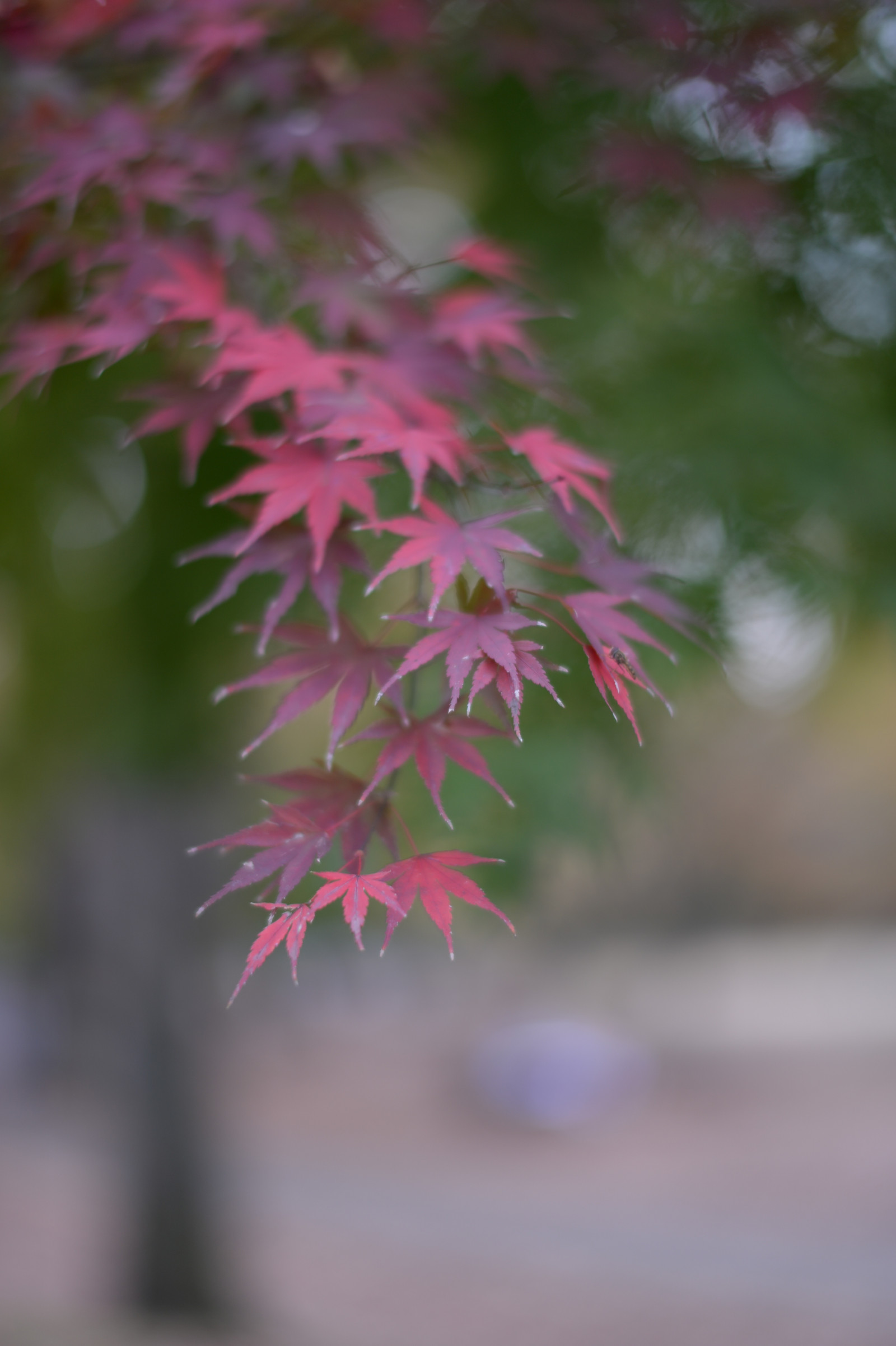 Japonsko, slunečnímu záření, Příroda, Červené, větev, zelená, mráz, Nikon, květ, růžový, Tokio, jp, strom, NIKKOR, podzim, list, květ, rostlina, sezóna, flóra, Chofu, df, afs58mmf14g, afsnikkor58mmf14g, botanika, suchozemská rostlina, kvetoucí rostlina, dřevina, zblízka, makro fotografie, závod stonek, javor