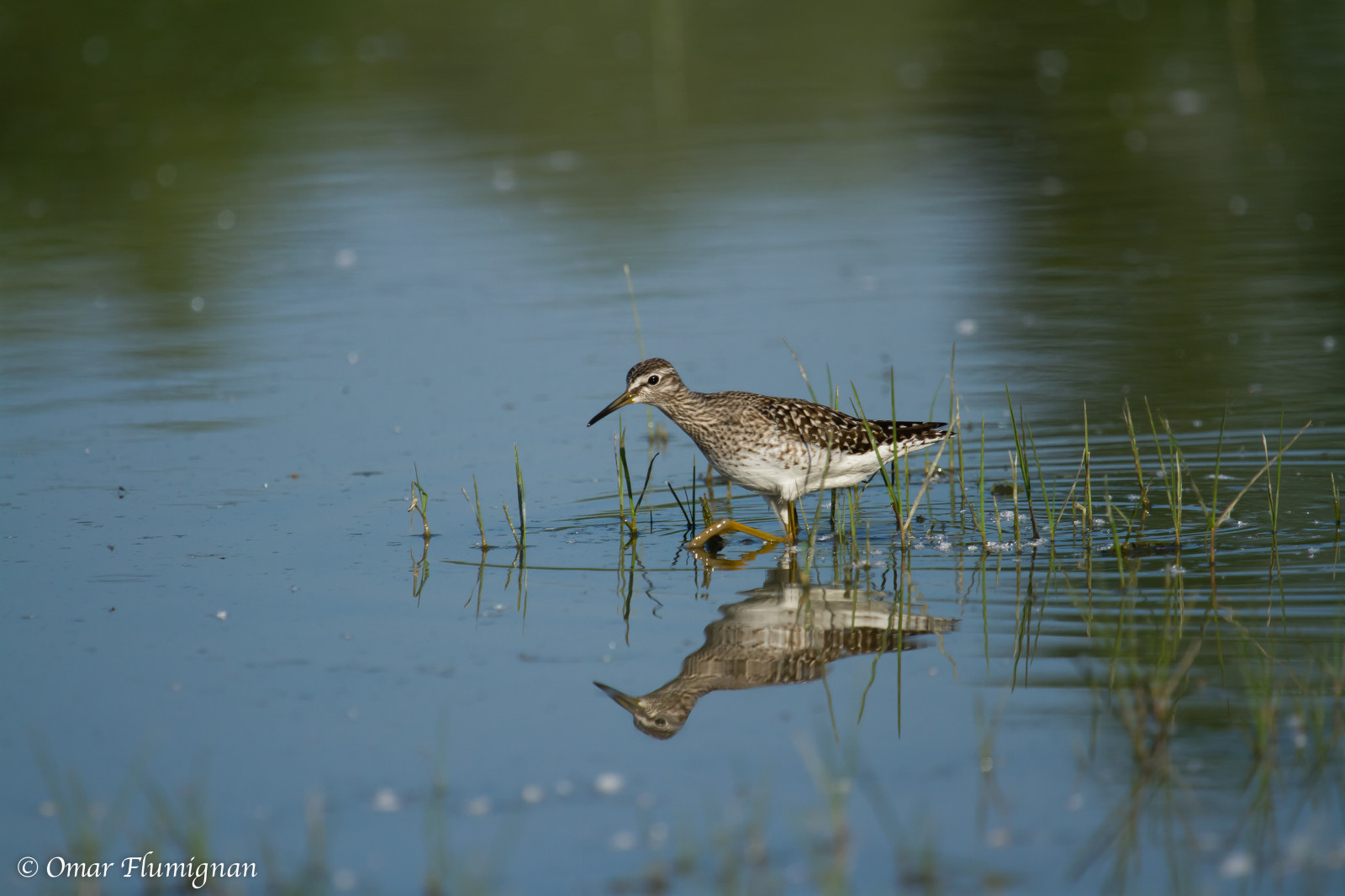 gambecchiofrullino, lumicolafalcinellus, Uccello, pták, Acquatico, Aquatická, isola, ostrov, Cona, přírodní, rezervovat, riserva, naturale, FVG, Furlansko-Julské Benátsko, oasifaunistica, wildlifeoasi, Kánon, eos, 7d, ef100400f4556lisusm, ngc, allnaturesparadise