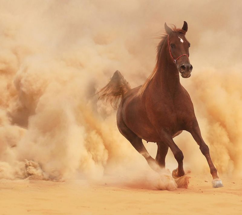 1440x1280 px,dyr,hest