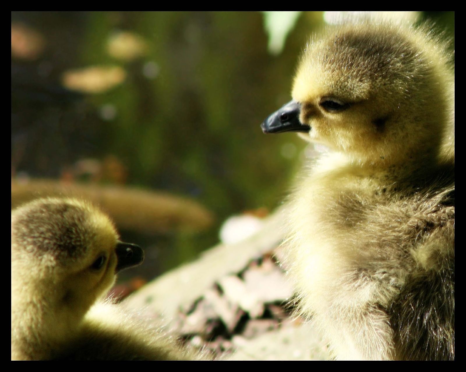 nokka, eläimistö, lintu, vesilintu, villieläimet, ankkoja ja joutsenia, Ankka, hanhi, organismi, vesilinnut, ruoho