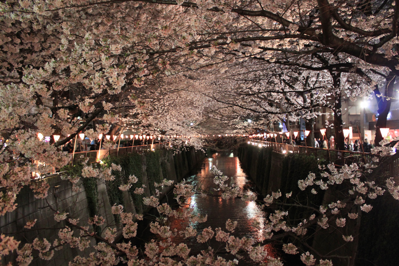 květ, rostlina, Třešňový květ, odraz, květ, voda, strom, větev, jaro, noc, město, nebe, večer, dav, zima